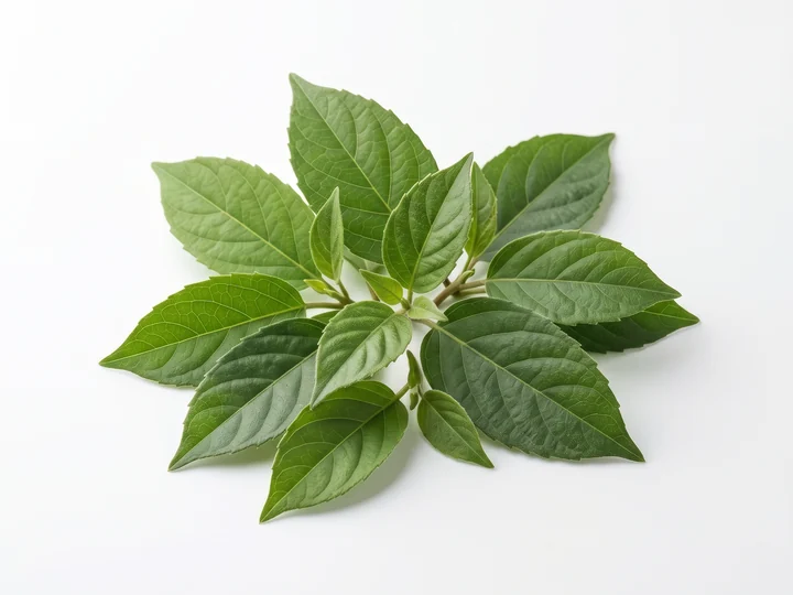 Gymnema sylvestre leaves, the Ayurvedic sugar destroyer in the GlucoBliss blend